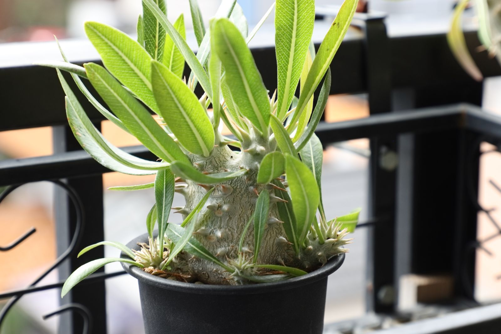 パキポディウム ホロンベンセ 実生 #03