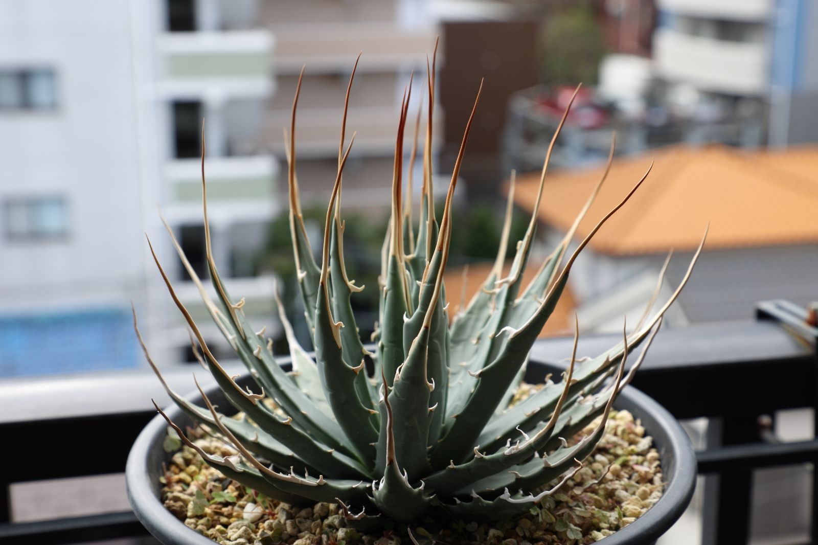 アガベ 鬼爪 【発根済】 発根済】アガベ チタノタ 雪峰 検）鬼爪 三叉