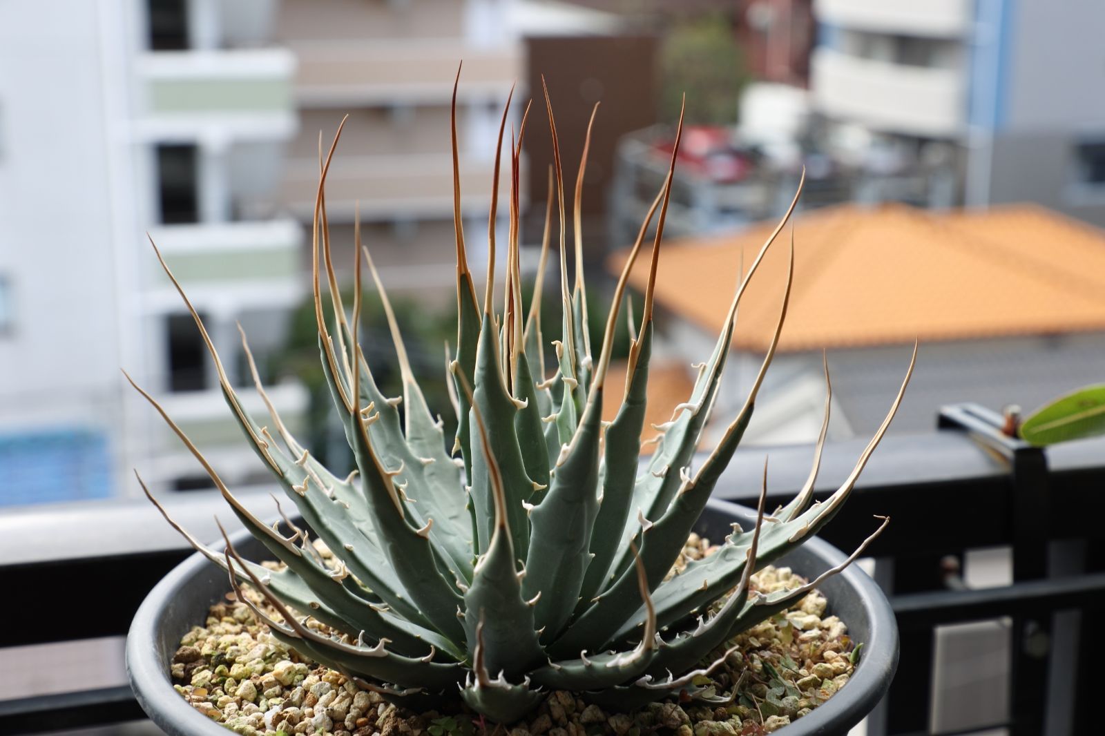 アガベ ユタエンシス エボリスピナ 実生 01