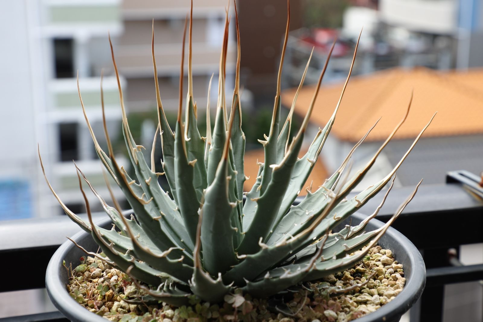 たかの友梨 エステファクト GDパーフェクトクリーム45／史上最高峰