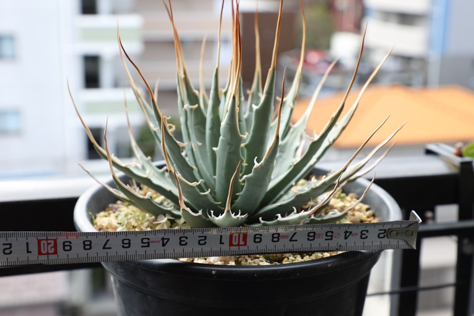 ユタエンシス エボリスピナ