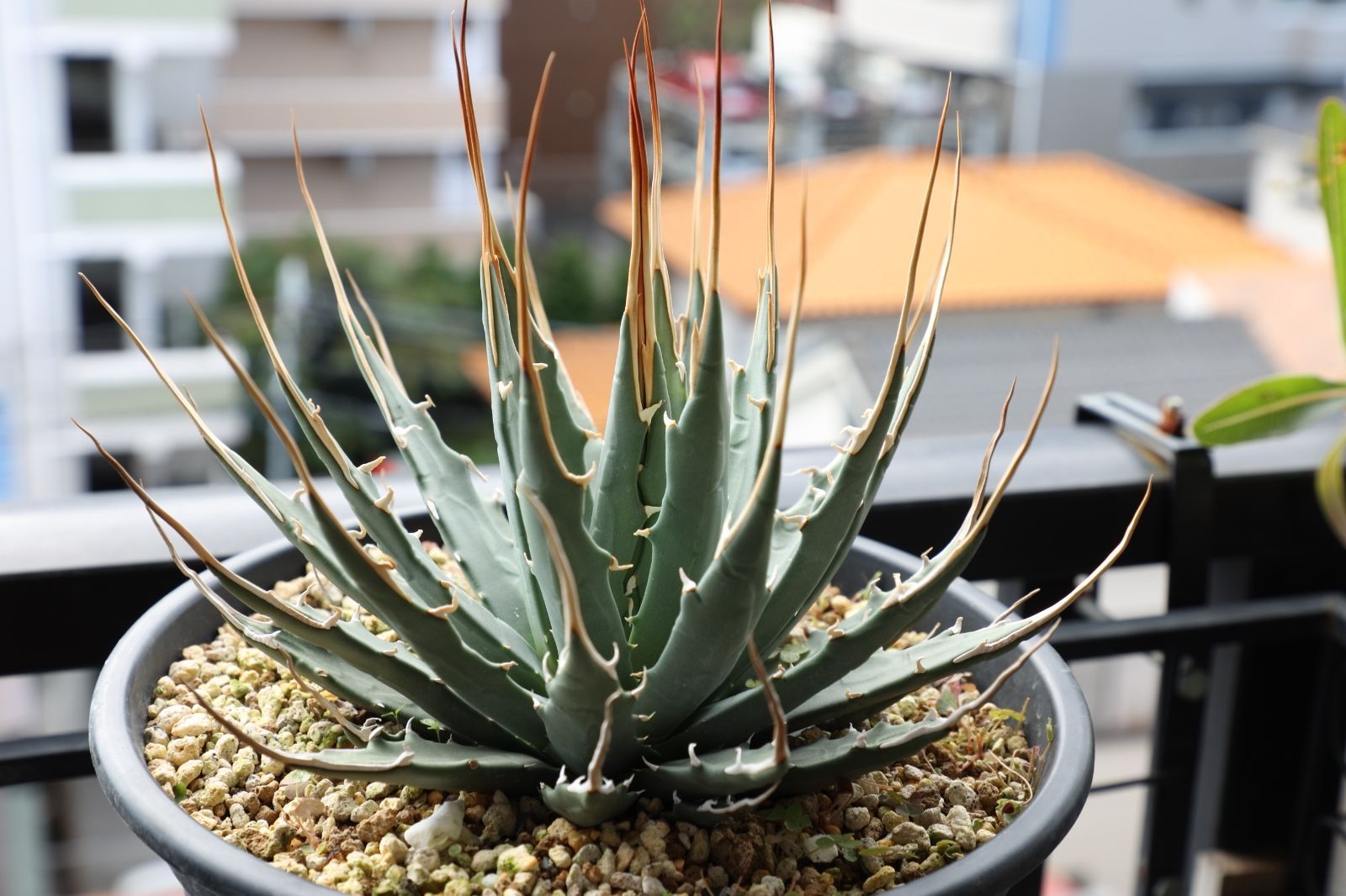 アガベ ユタエンシス エボリスピナ 実生 01