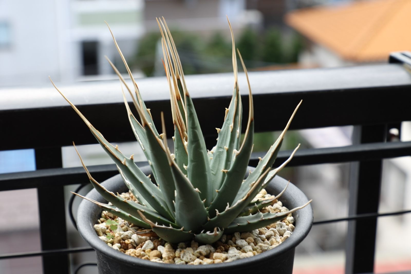 アガベ ユタエンシス エボリスピナ 実生 02