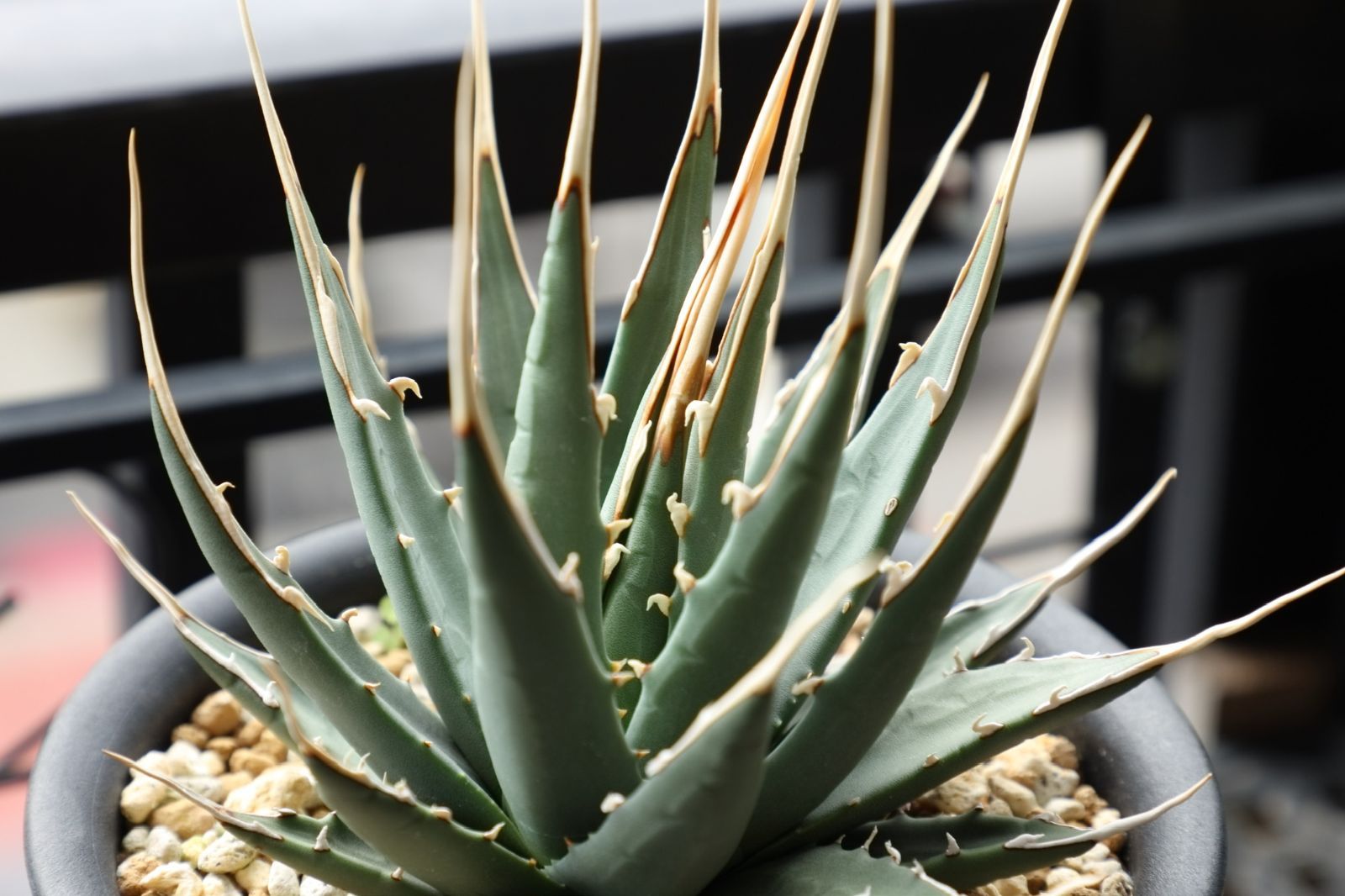  アガベ ユタエンシス エボリスピナ 実生 02 アガベ 観葉植物