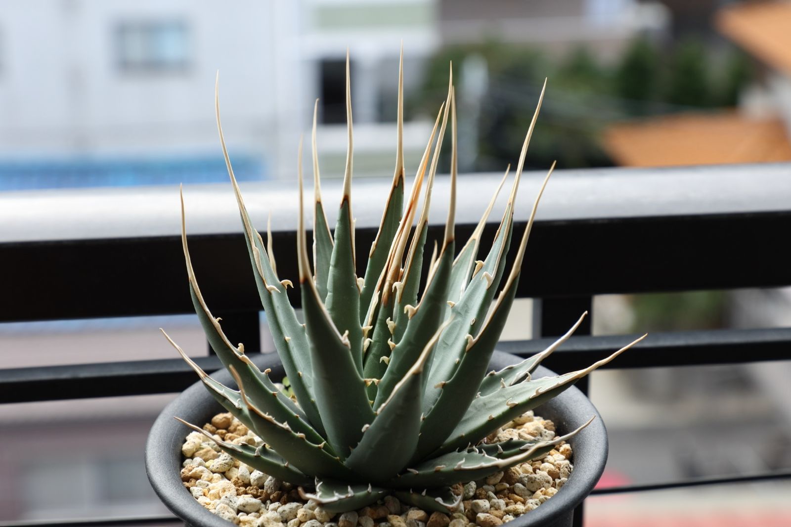 アガベ ユタエンシス エボリスピナ 実生 02