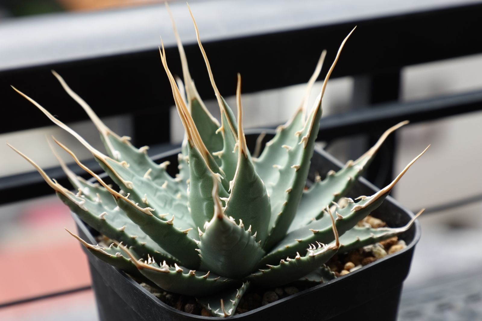 アガベ ユタエンシス エボリスピナ 実生 03