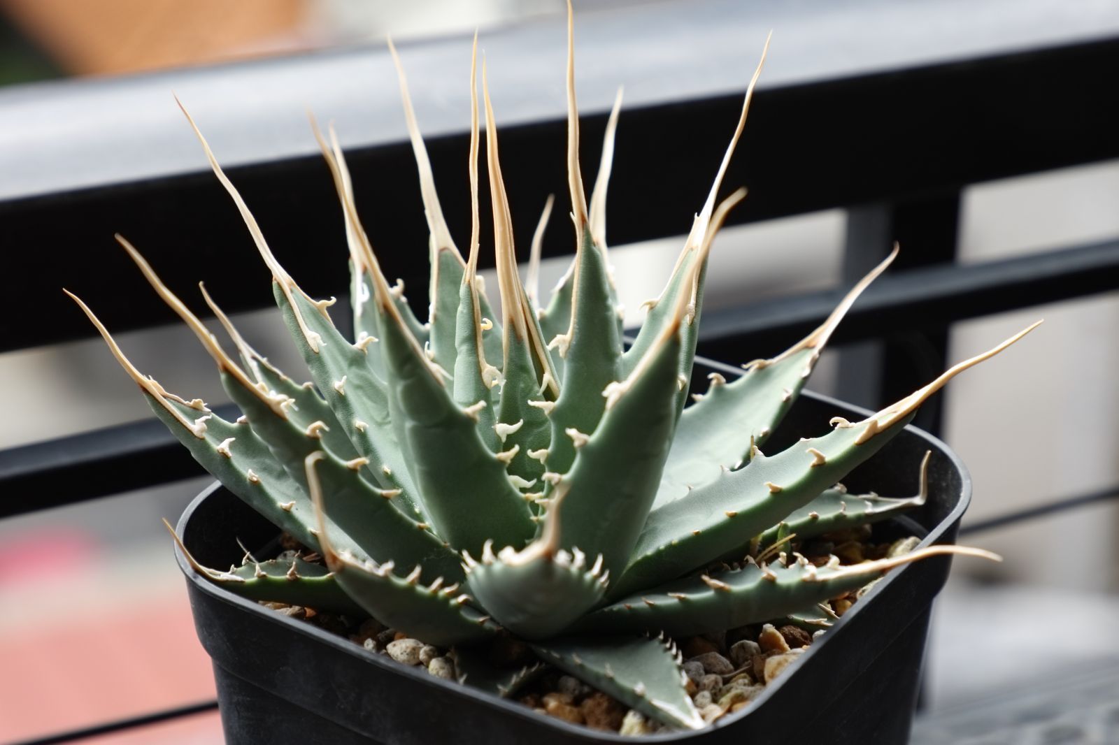 アガベ ユタエンシス エボリスピナ 実生 03