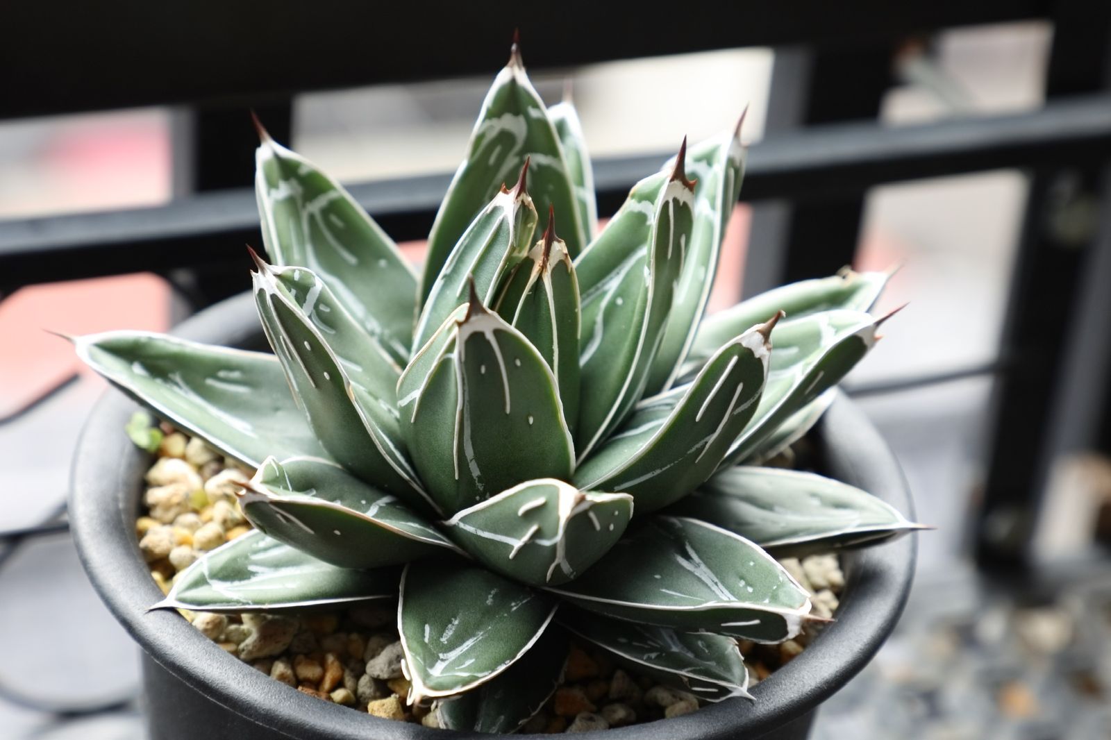 アガベ ビクトリアレジーナエ ファステカキャニオン 実生 03