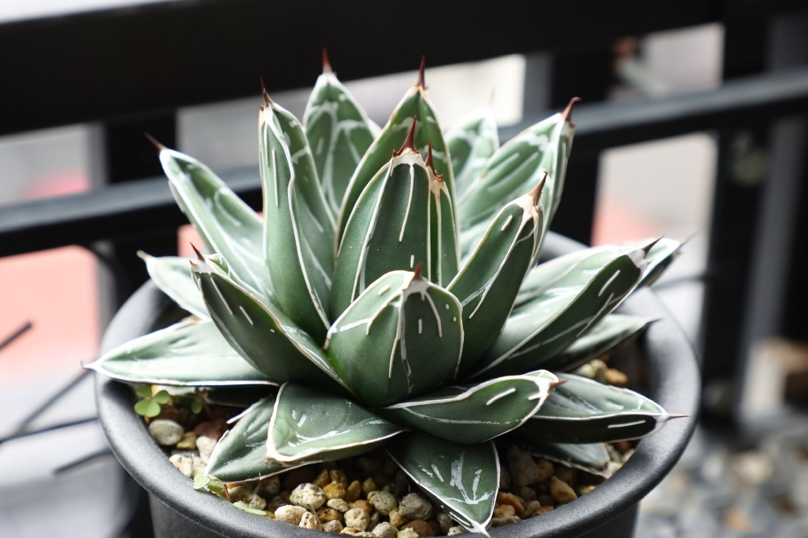 アガベ ビクトリアレジーナエ ファステカキャニオン 実生 03