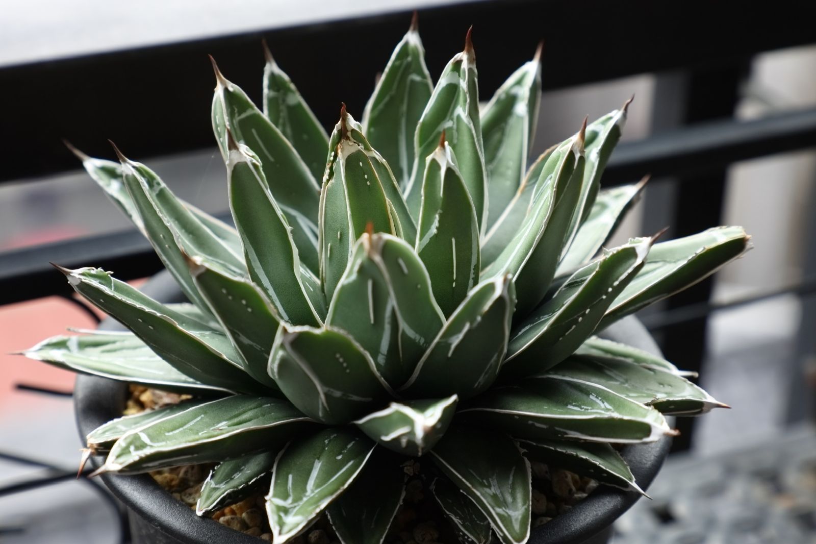 アガベ ビクトリアレジーナエ ファステカキャニオン 実生 02