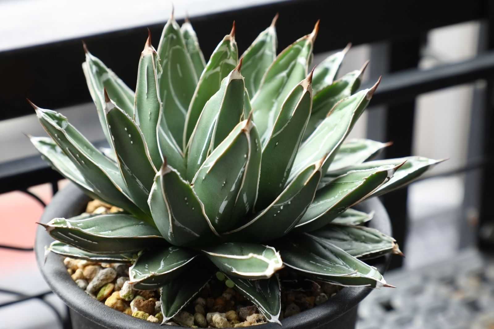  アガベ ビクトリアレジーナエ ファステカキャニオン 実生 02 アガベ 観葉植物