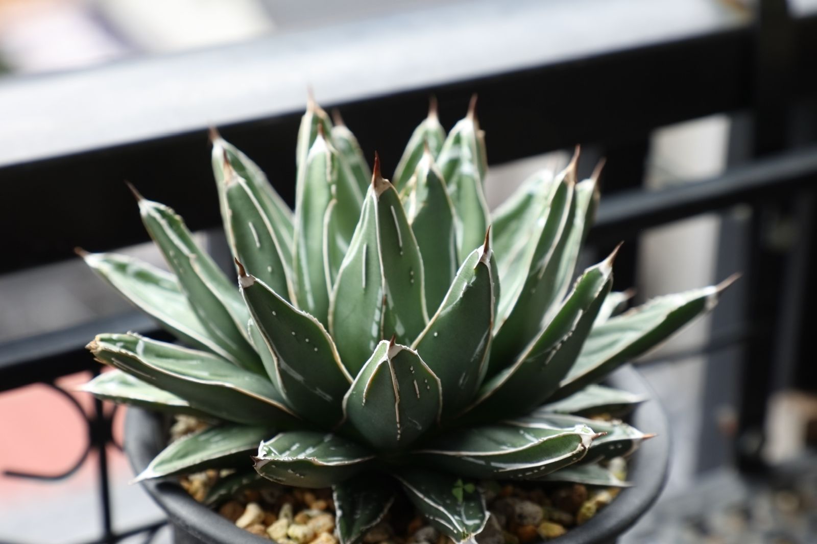 ファステカキャニオン