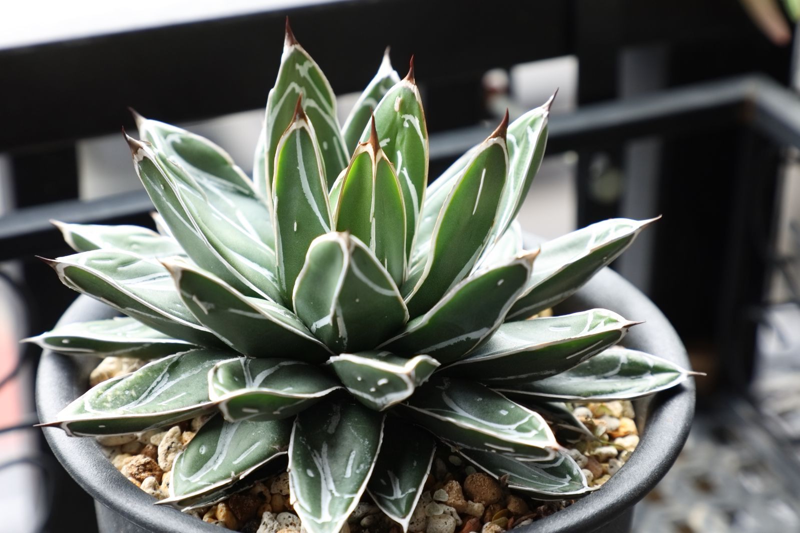 アガベ ビクトリアレジーナエ