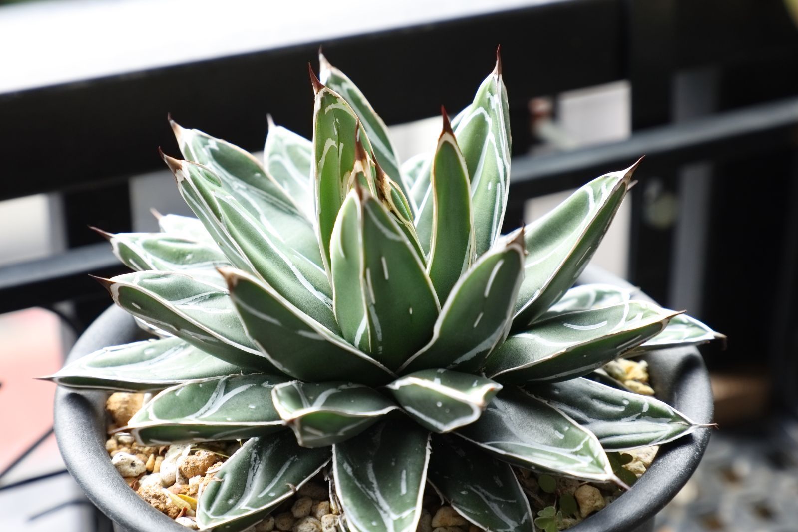 アガベ ビクトリアレジーナエ