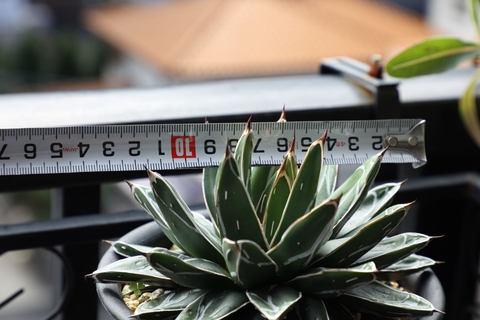 アガベ ビクトリアレジーナエ ファステカキャニオン 実生 01 WWW_GEBZETESISAT_COM_TR