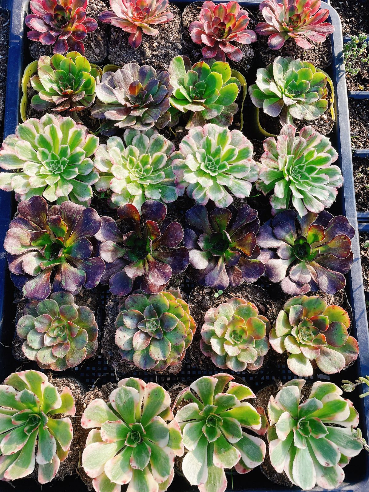 アエオニウム 6種 24苗セット 抜き苗 名前付き - メルカリ