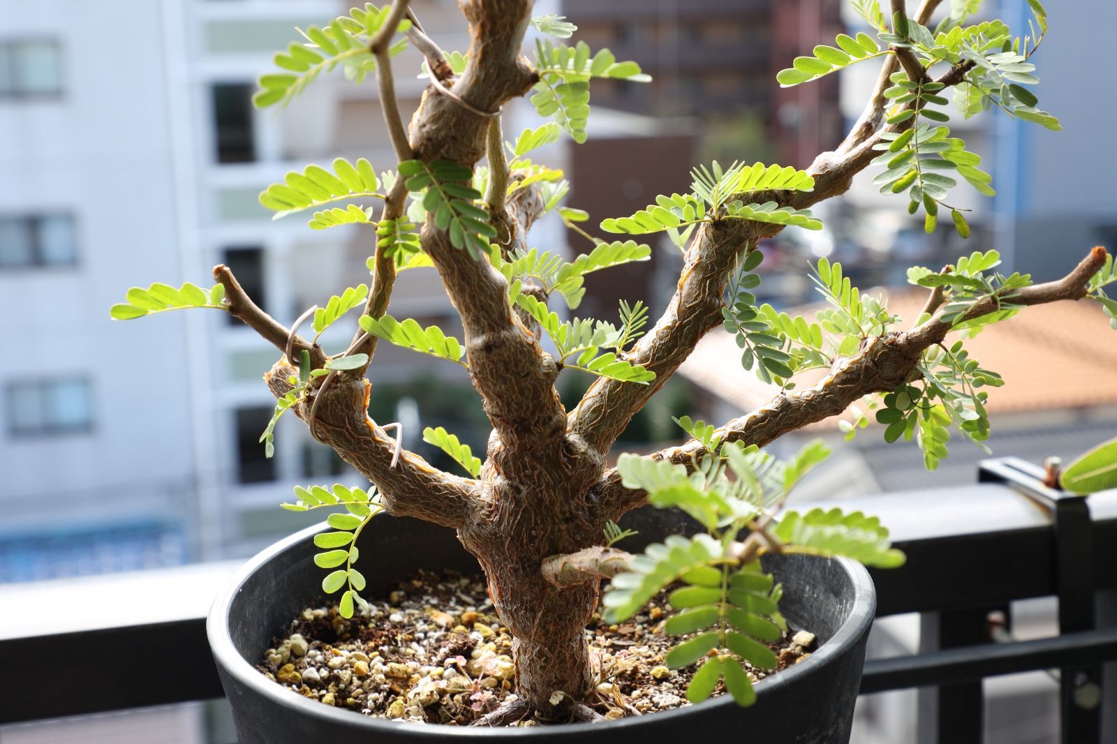  センナ メリディオナリス 実生 02 塊根植物 コーデックス 観葉植物