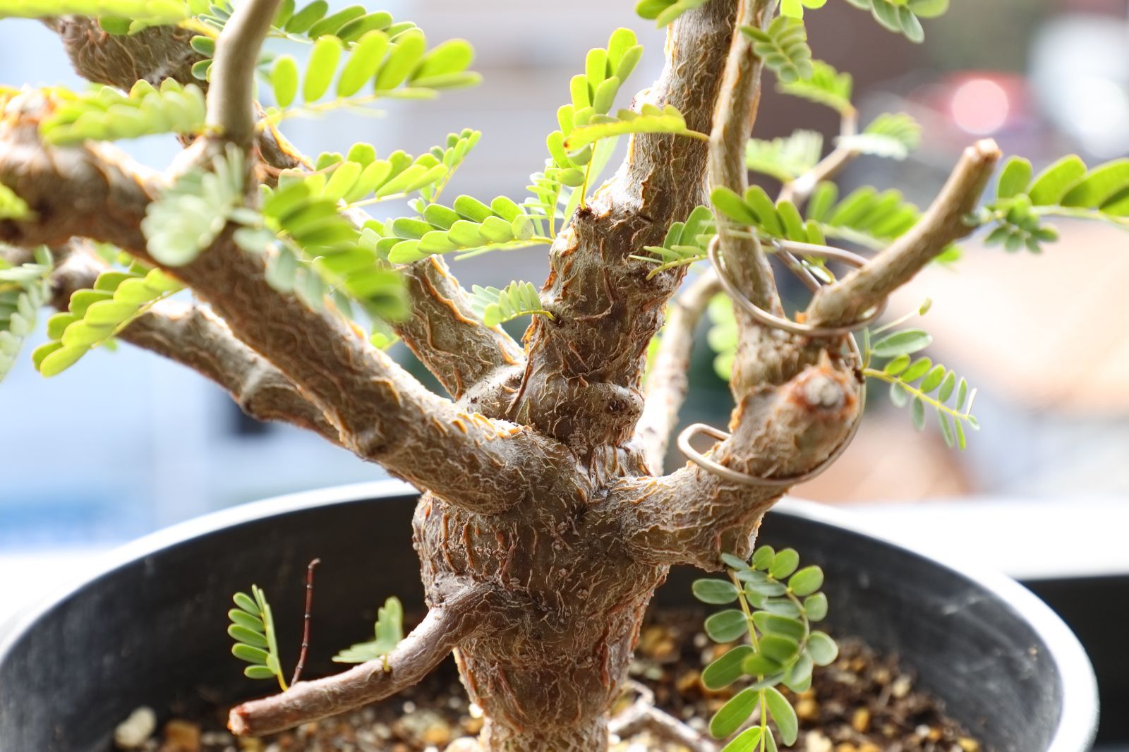 メリディオナリス