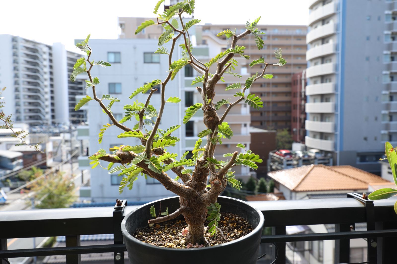 センナ メリディオナリス 実生 02