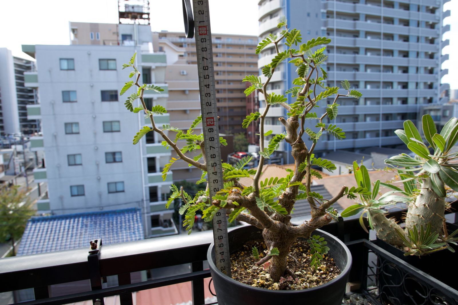 センナ メリディオナリス