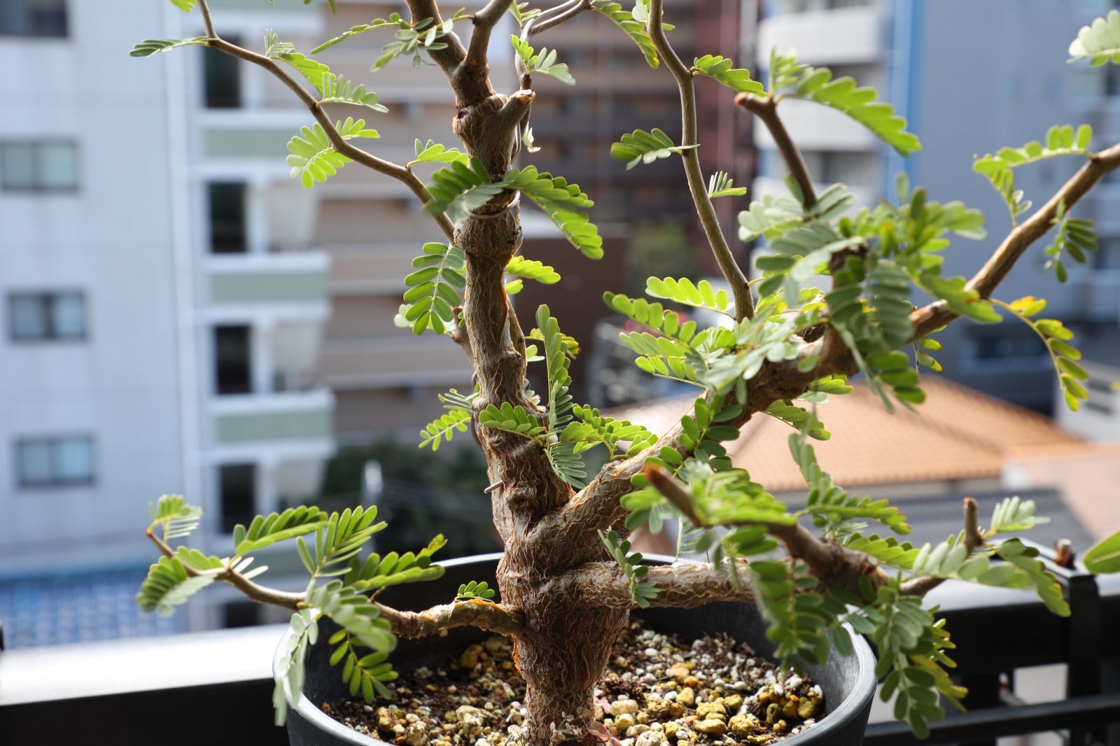 センナ メリディオナリス