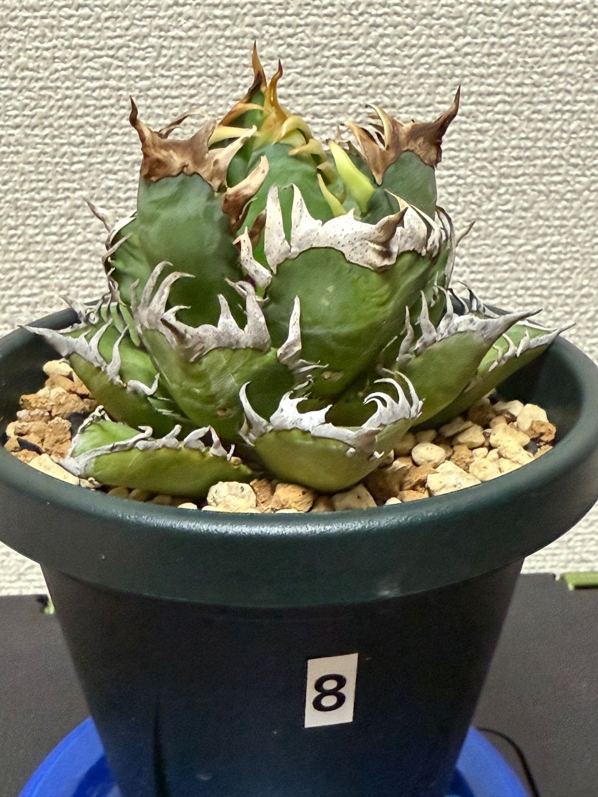 アガベ チタノタ レッドキャットウィーズル 赤猫 極上メリクロン株です