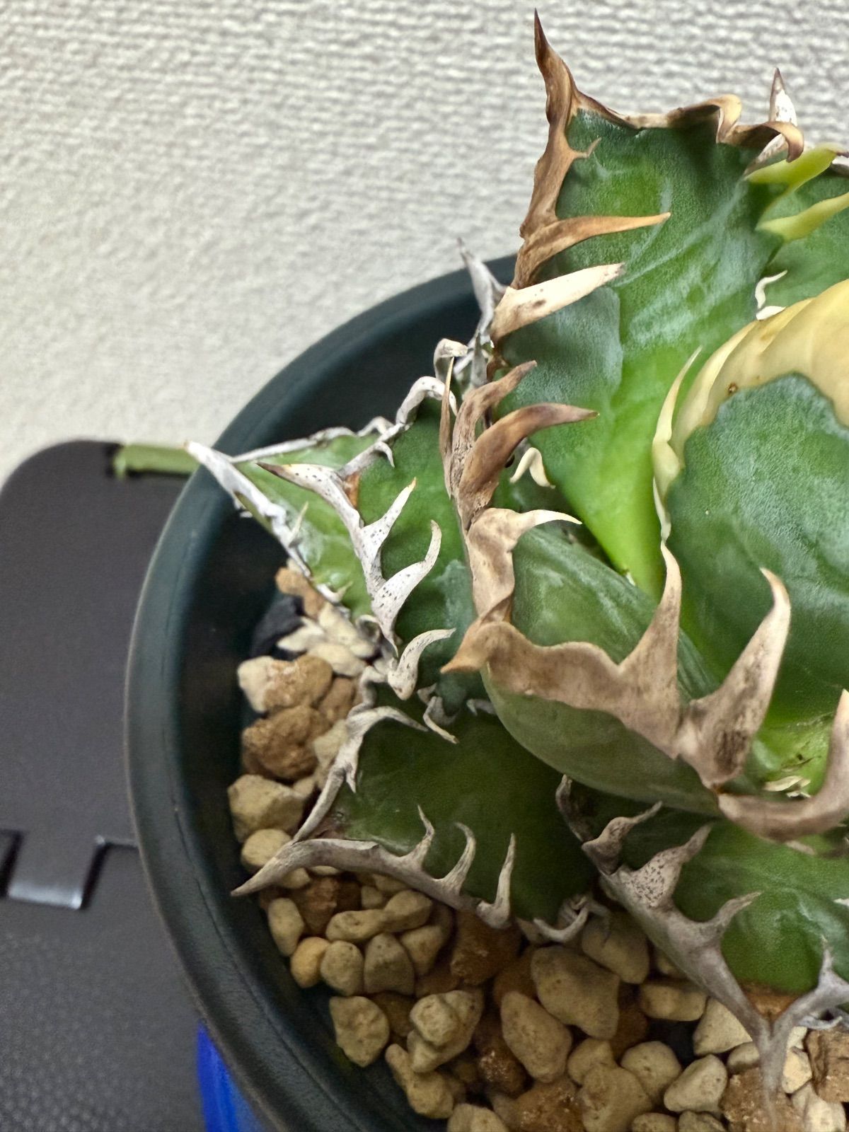 アガベ チタノタ レッドキャットウィーズル / ゴリ猫【発根済み