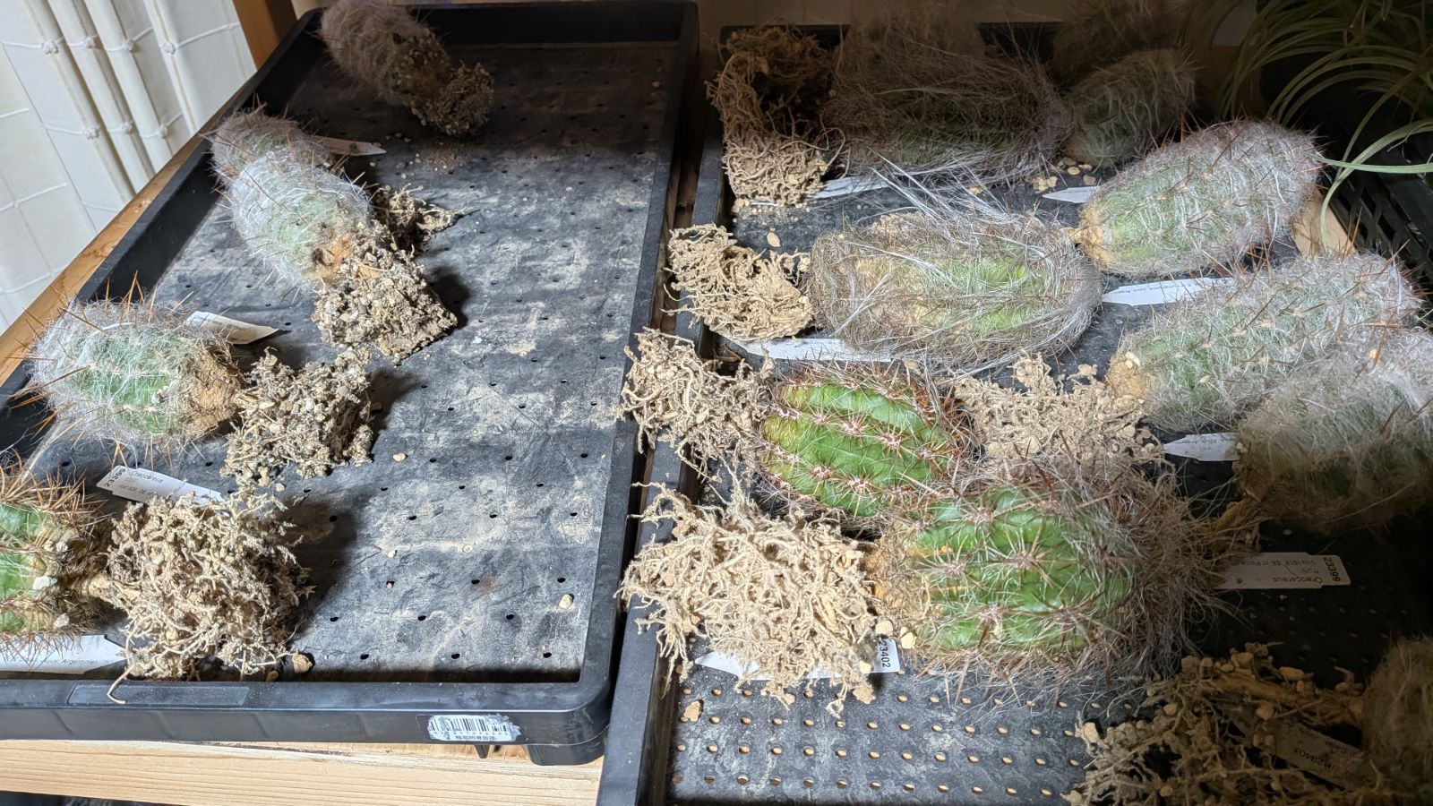 多肉人さま ご指定サボテン苗いろいろセット WWW_GEBZETESISAT_COM_TR