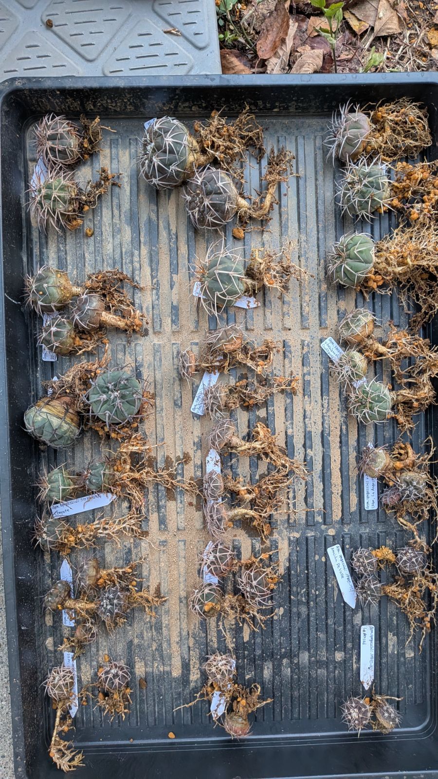 多肉人さま ご指定サボテン苗いろいろセット