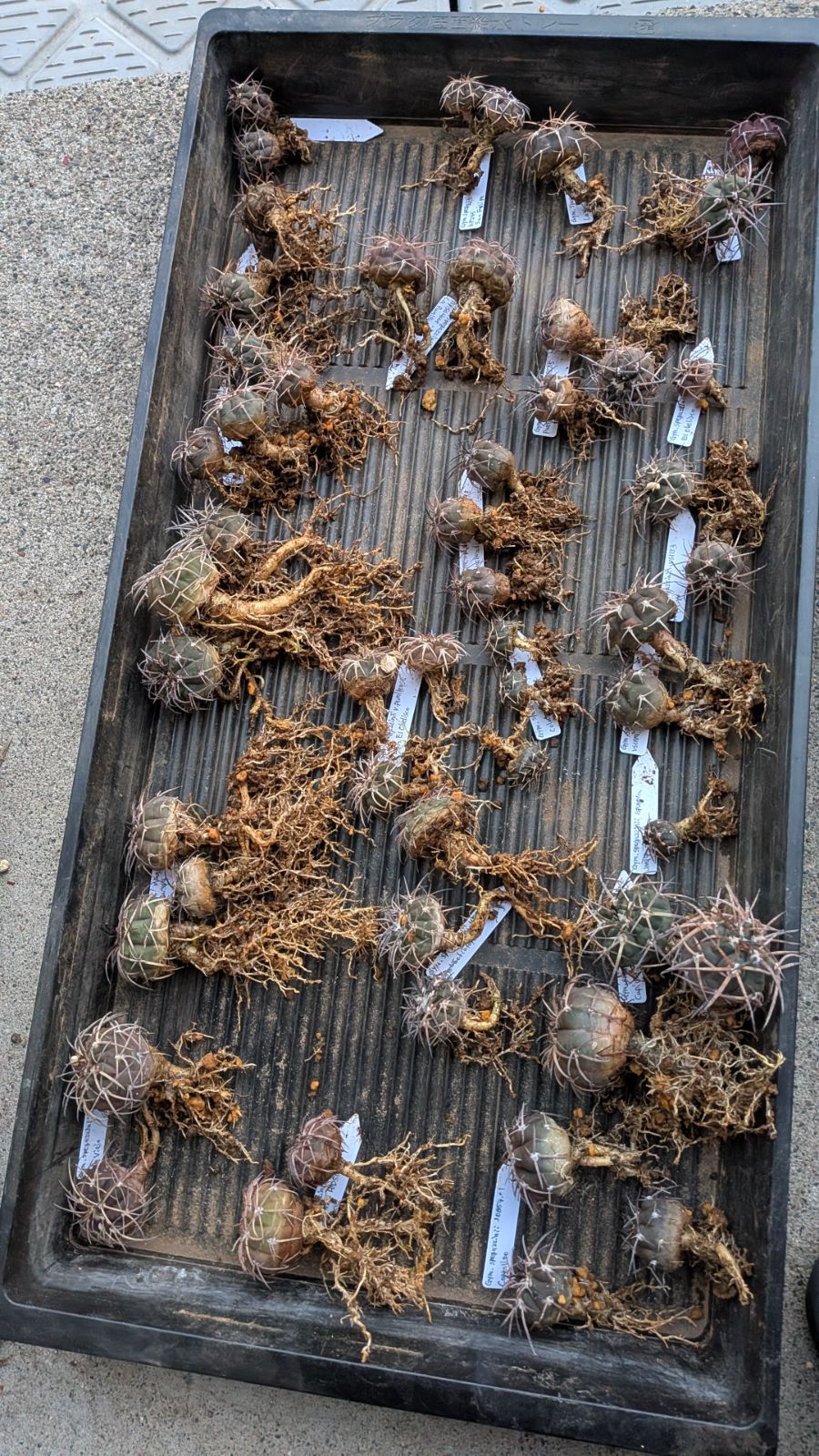 ご指定サボテン苗いろいろセット