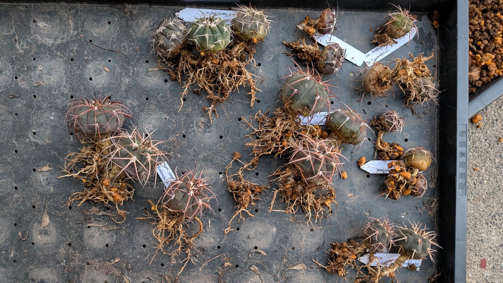 ご指定サボテン苗いろいろセット