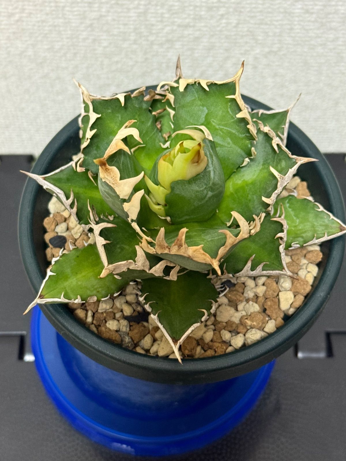 アガベ　チタノタ　オテロイ　赤猫　ゴリ猫　コンパクト　18 アガベ レッドキャットウィーズル ゴリ猫 赤猫 チタノタ オテロイ 9 短