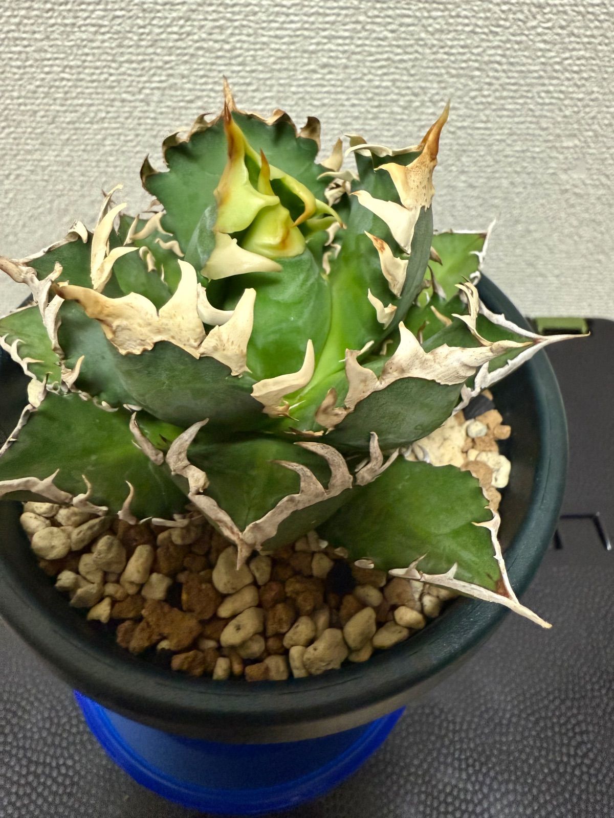 アガベ レッドキャットウィーズル ゴリ猫 赤猫 チタノタ オテロイ 9 短