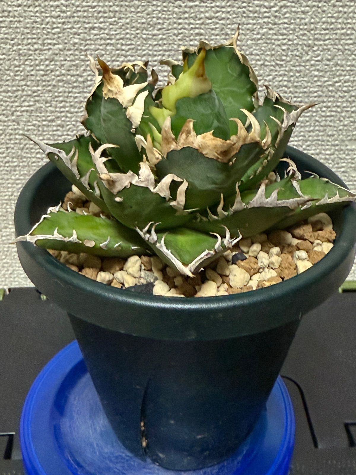 アガベ レッドキャットウィーズル ゴリ猫 赤猫 チタノタ オテロイ 9 短