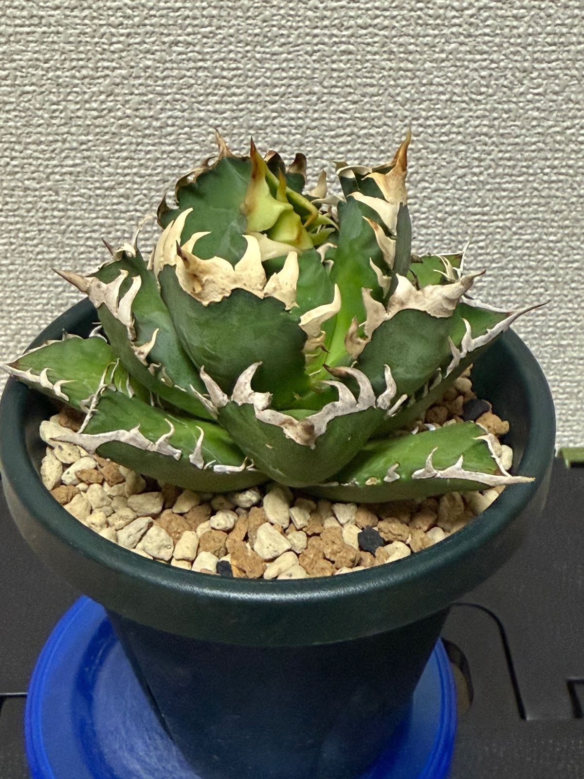 アガベ レッドキャットウィーズル ゴリ猫 赤猫 チタノタ オテロイ 9 短