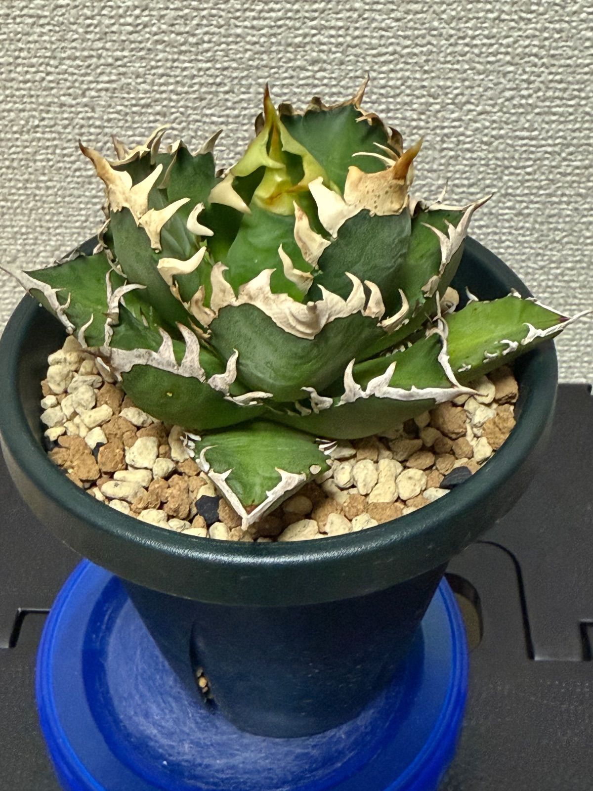 アガベ　チタノタ　オテロイ　赤猫　ゴリ猫　超コンパクトボール　24 アガベ チタノタ オテロイ 赤猫 ゴリ猫 超コンパクトボール 24 アガベ