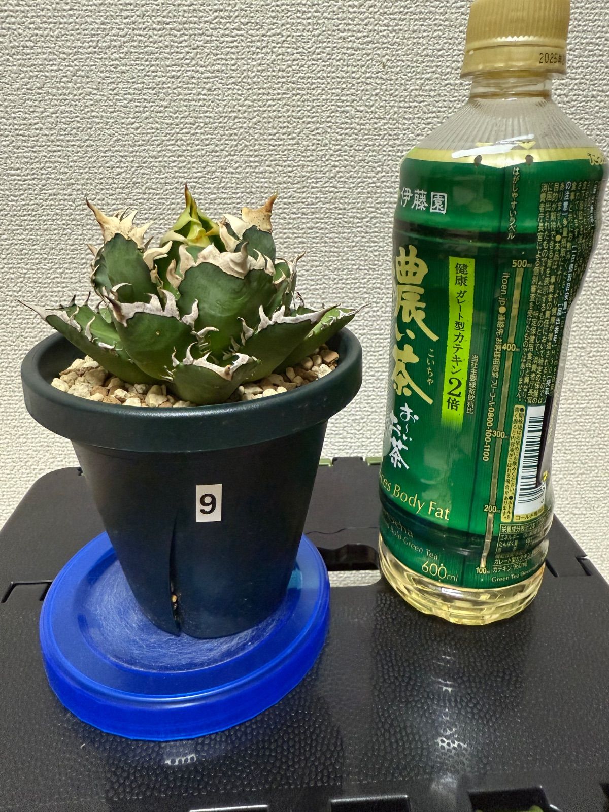 アガベ レッドキャットウィーズル ゴリ猫 赤猫 チタノタ オテロイ 9 短