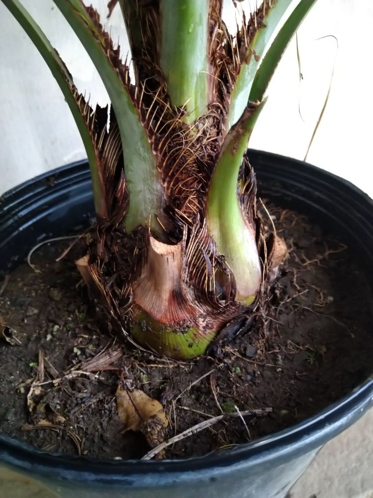 ココスヤシF ✨極太幹ココスヤシ? 大型シルバーリーフヤシ／存在感抜群