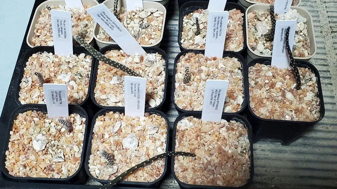 多肉人さま ご指定サボテン苗いろいろセット