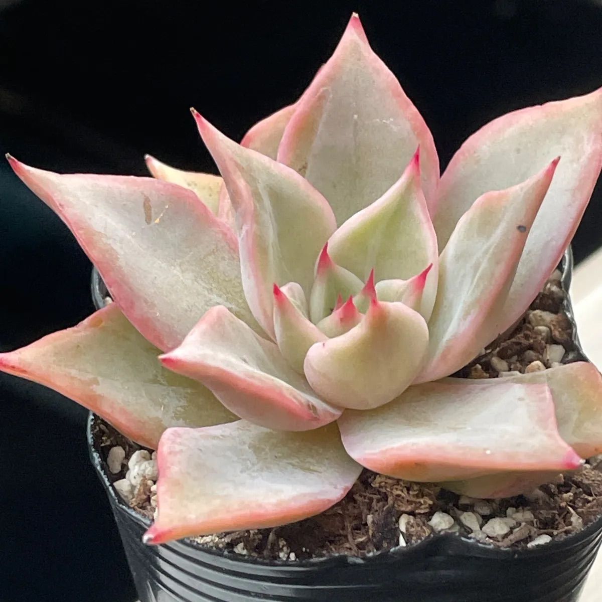 多肉植物  ❤️マディバ ❤️ 饺子皮❤️1大頭15cm拔キ苗 多肉植物 ❤️マディバ ❤️ 饺子皮❤️1大頭15cm拔キ苗