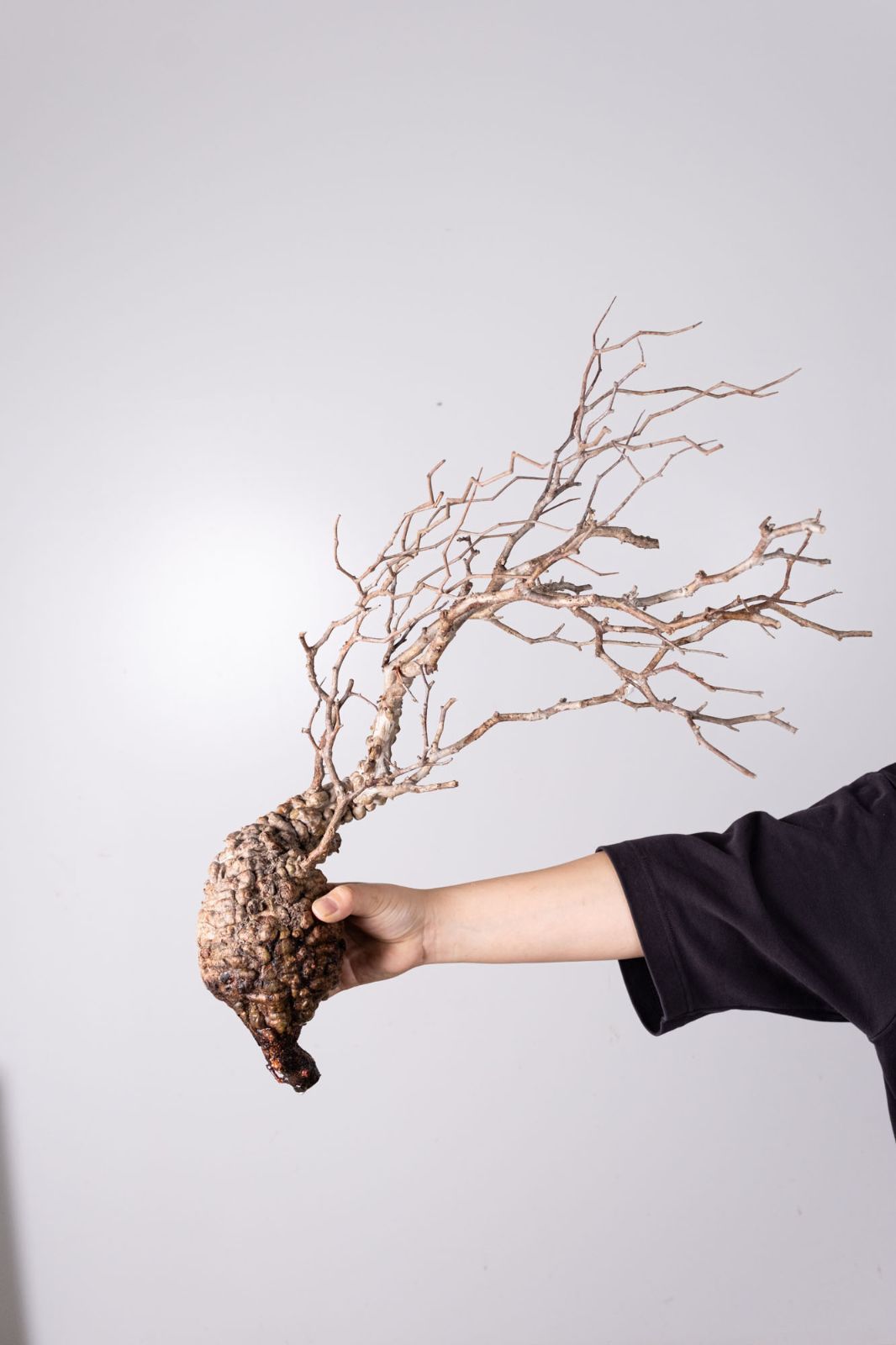 NP145 オペルクリカリア パキプス コーデックス ベアルート株