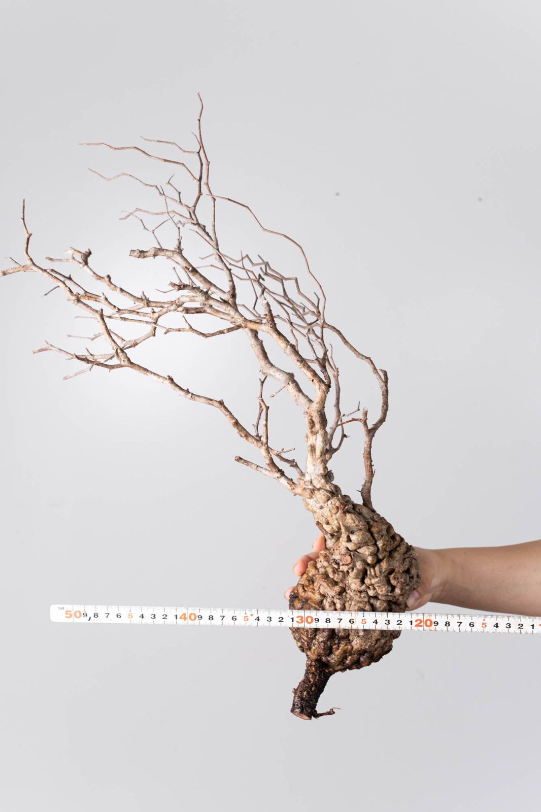 NP145 オペルクリカリア