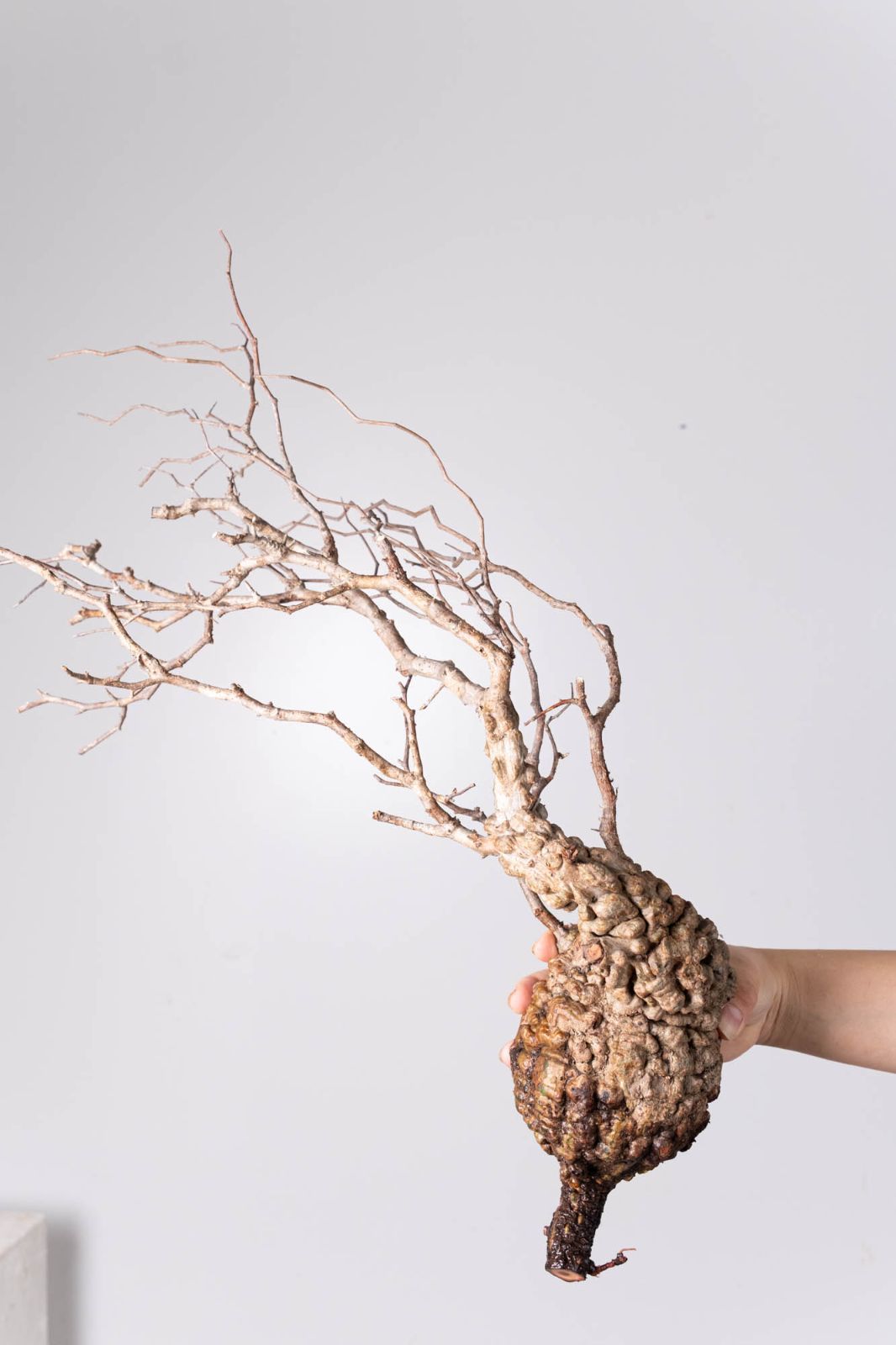 コーデックス ベアルート株