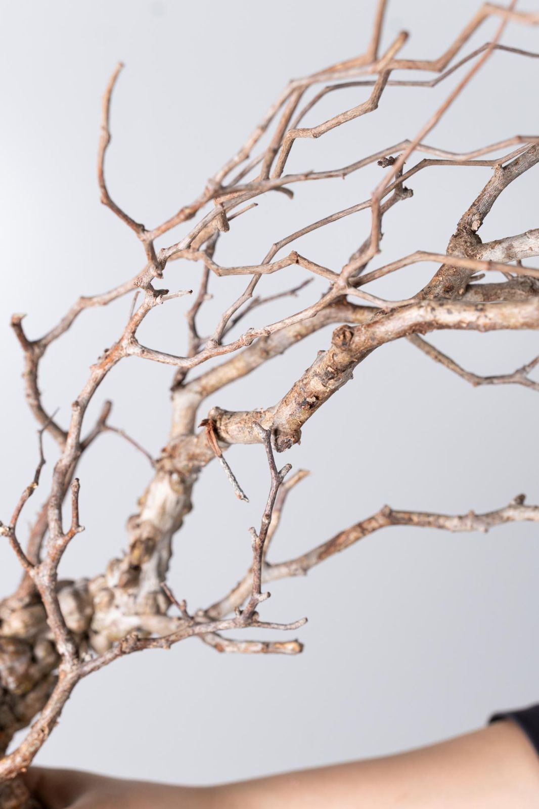 NP145 オペルクリカリア パキプス コーデックス ベアルート株 WWW_GEBZETESISAT_COM_TR