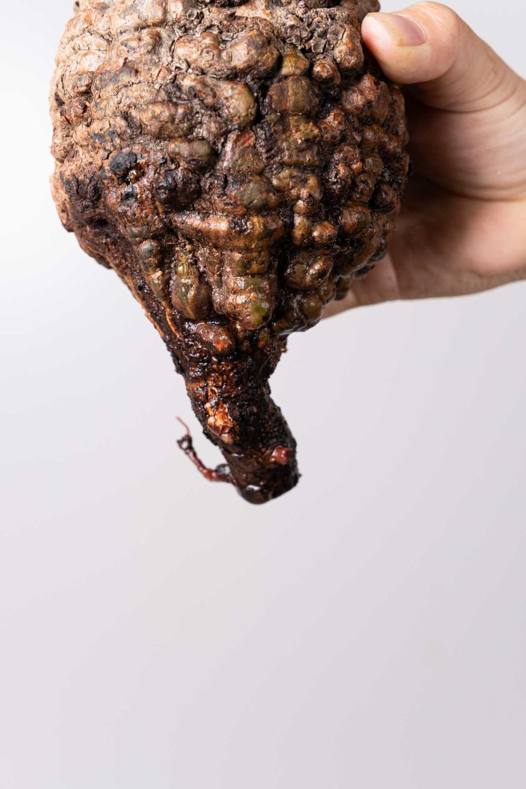 パキプス コーデックス