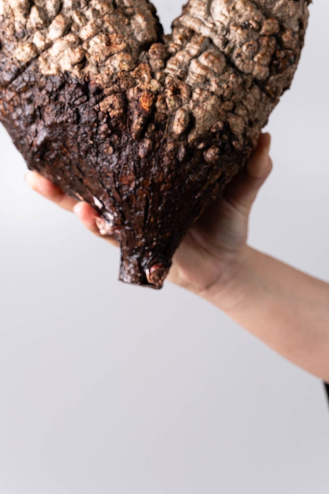 オペルクリカリア