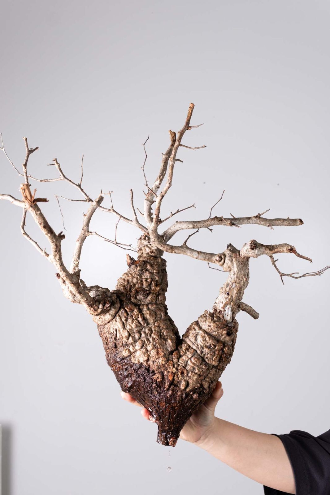 YP192 オペルクリカリア パキプス コーデックス ベアルート株 NP146 オペルクリカリア パキプス コーデックス ベアルート株 - メルカリ