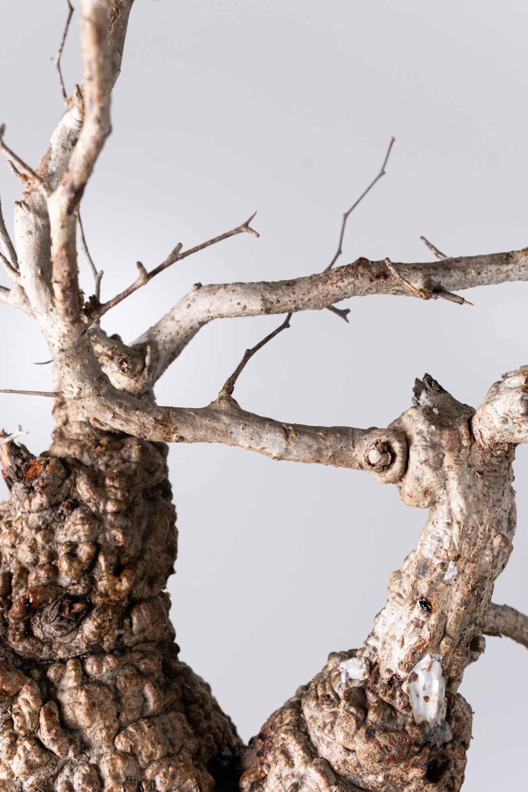 NP146 オペルクリカリア パキプス コーデックス ベアルート株