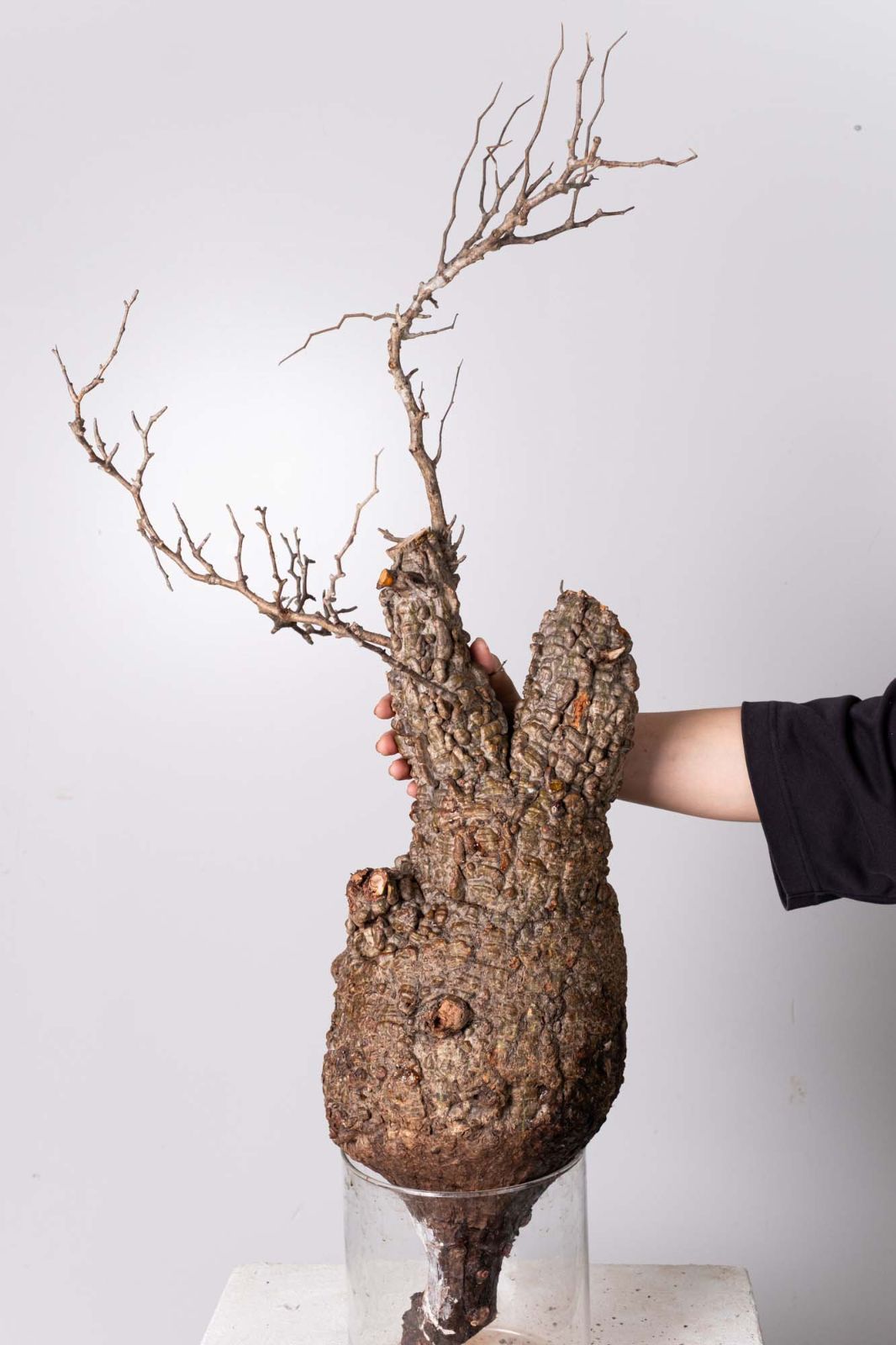 NP147 オペルクリカリア パキプス コーデックス ベアルート株