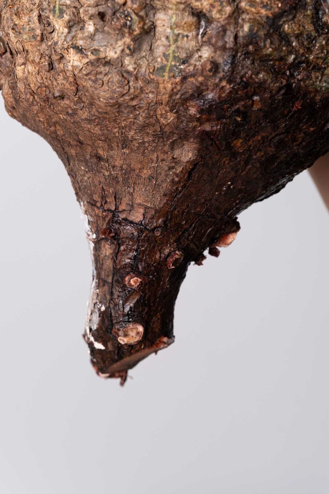 パキプス コーデックス